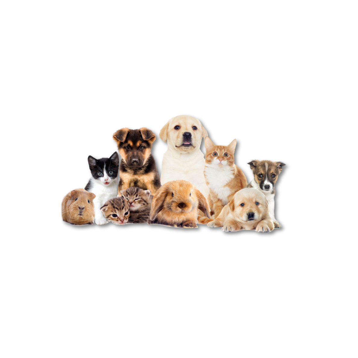 Pets